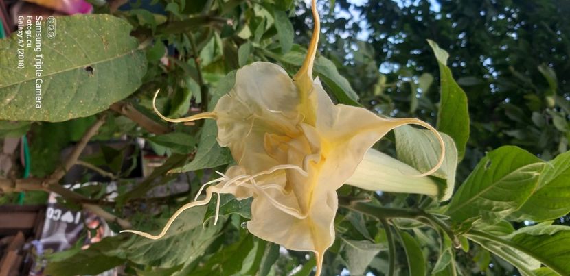  - Brugmansia Angels Summertime-2021