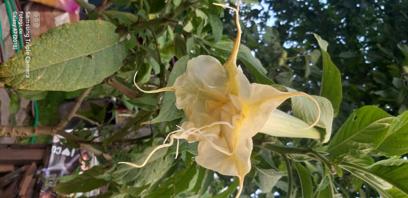  - Brugmansia Angels Summertime-2021