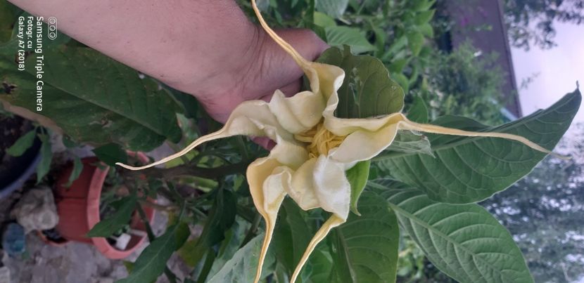  - Brugmansia Angels Summertime-2021