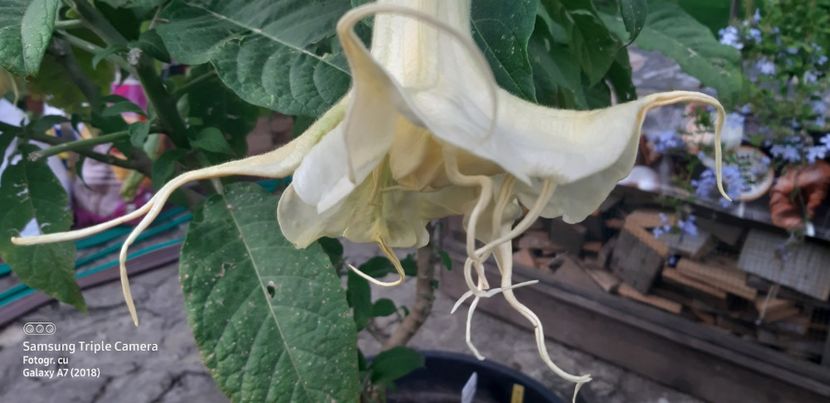  - Brugmansia Angels Summertime-2021