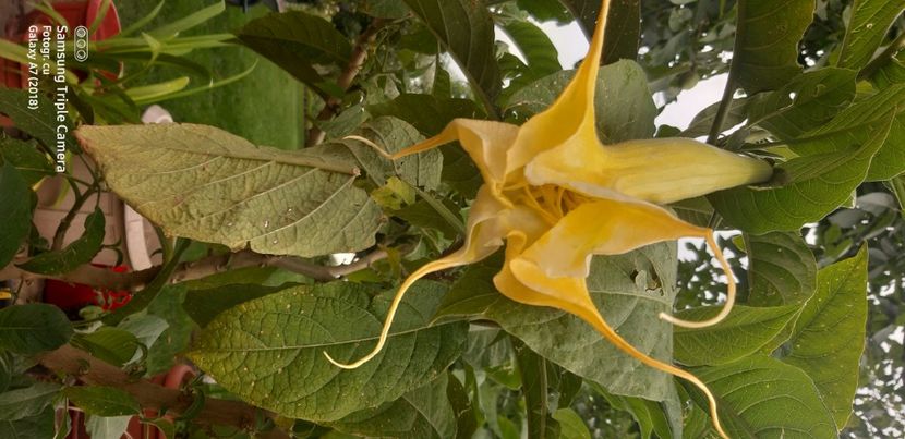  - Brugmansia Angels Summertime-2021