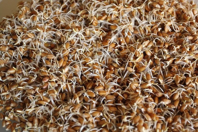 22.11.21 - 2 Germeni