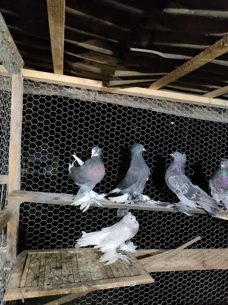  - Tapalagosi incaltati