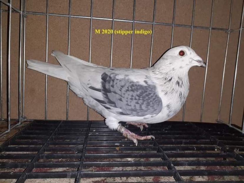  - Nu îmi aparțin 3