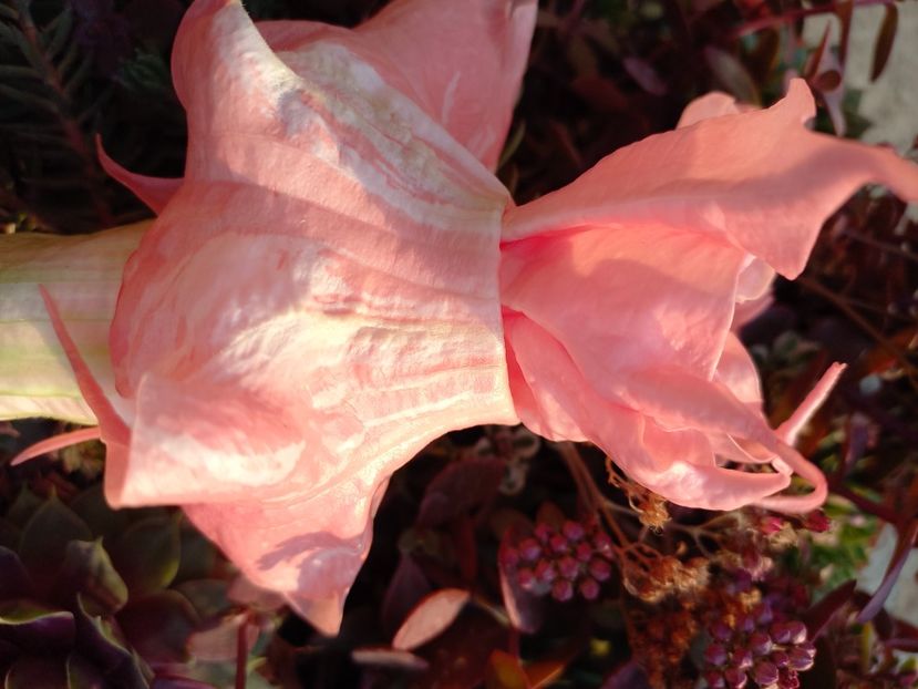  - Pink Perfection