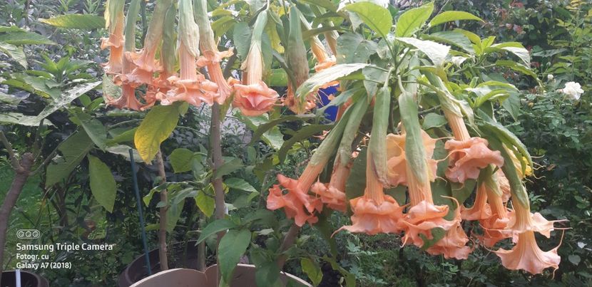  - Brugmansia Miss September 2021