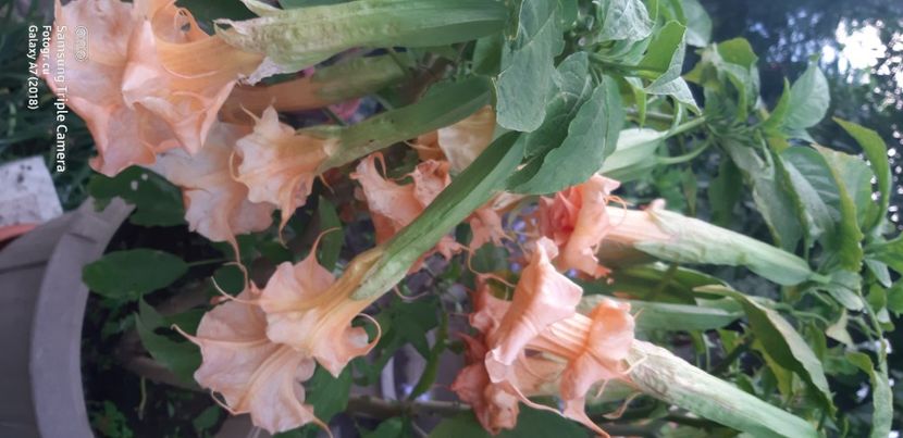  - Brugmansia Miss September 2021
