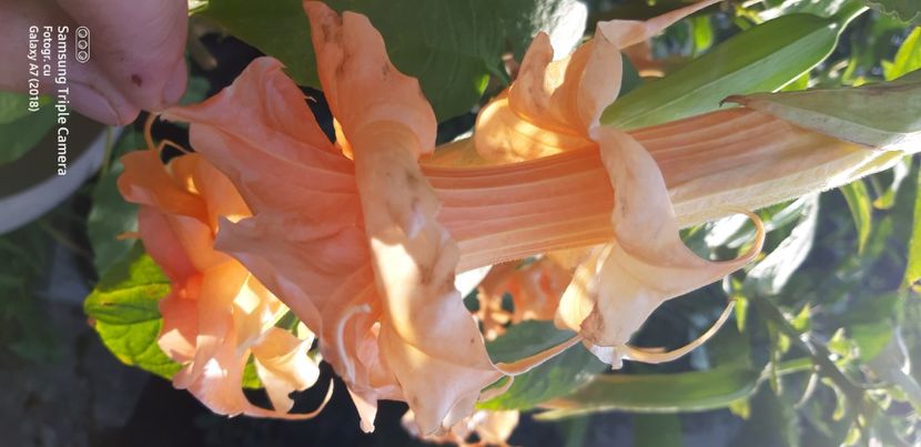  - Brugmansia Miss September 2021