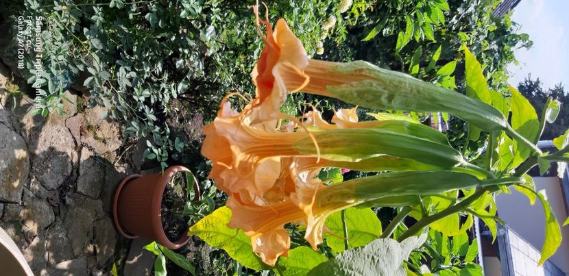  - Brugmansia Miss September 2021