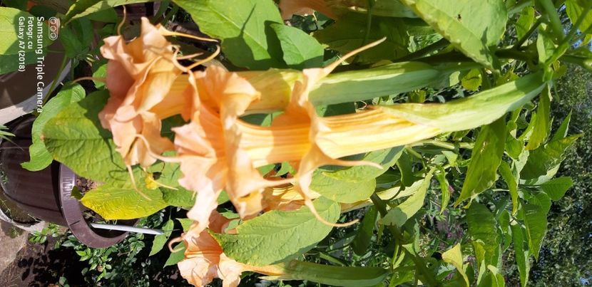  - Brugmansia Miss September 2021