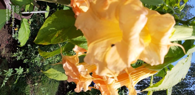  - Brugmansia Miss September 2021