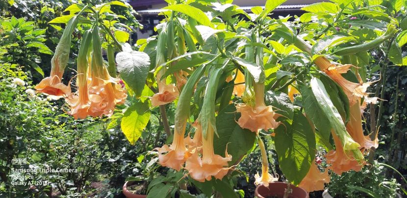  - Brugmansia Miss September 2021
