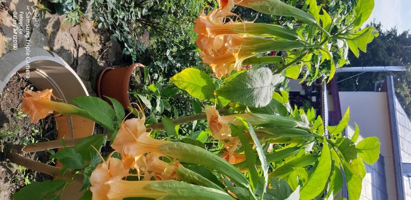  - Brugmansia Miss September 2021