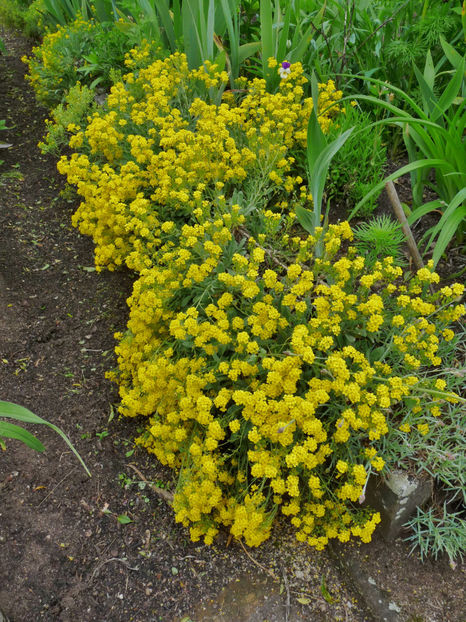  - Alyssum