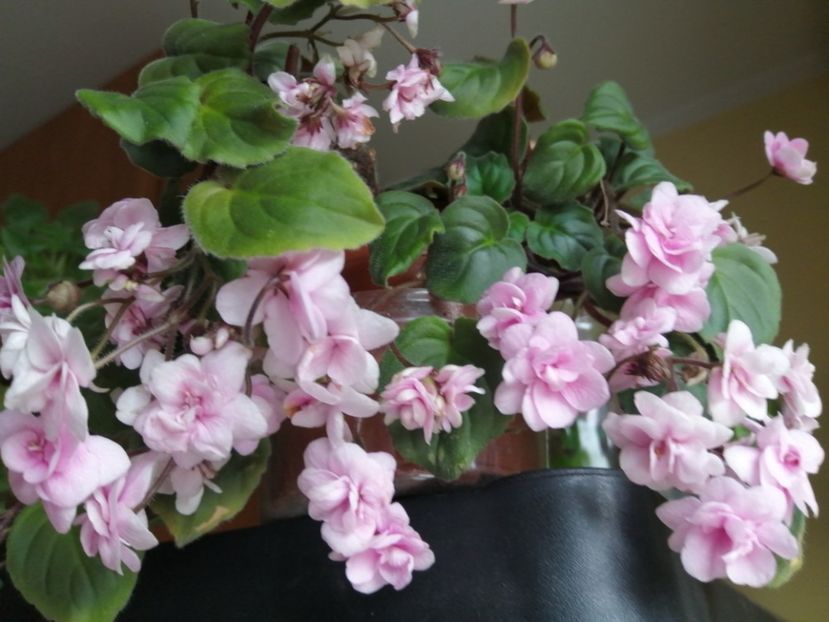  - Rob-s Vanilla Trail