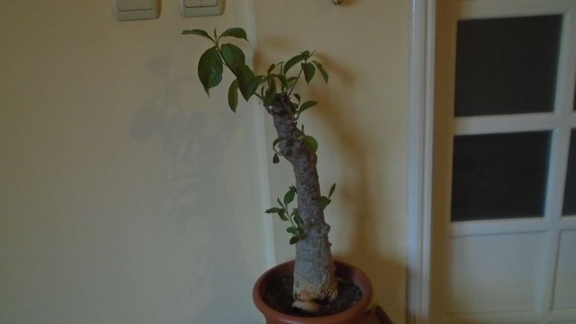 Adansonia digitata (Baobab), Africa tropicala si de sud, Madagascar - Caudiciforme - pachycaule si bulboase 2021