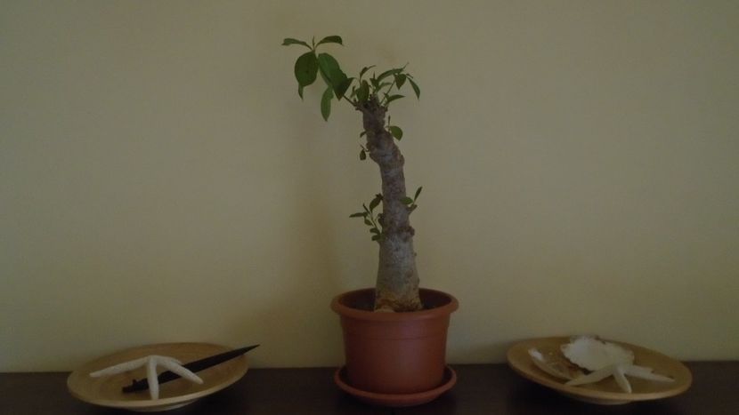 Adansonia digitata (Baobab), Africa tropicala si de sud, Madagascar - Caudiciforme - pachycaule si bulboase 2021