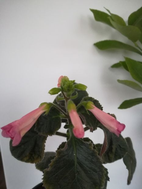 Mm s Marie - A-Flori 2021