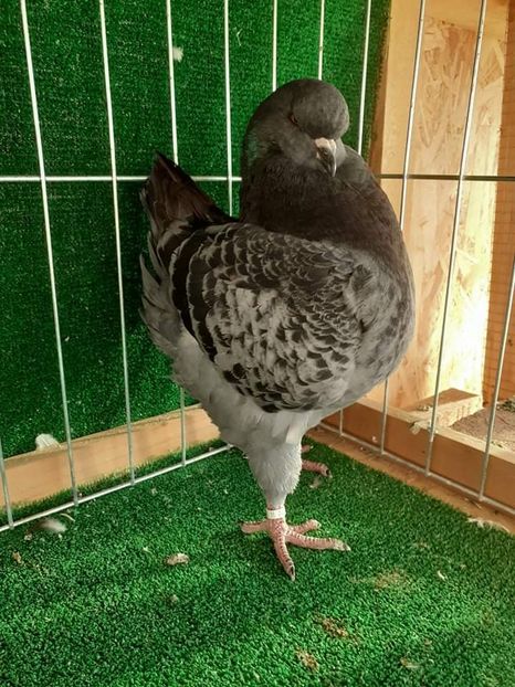 received_588281642391257 - KINGI PUI 2021