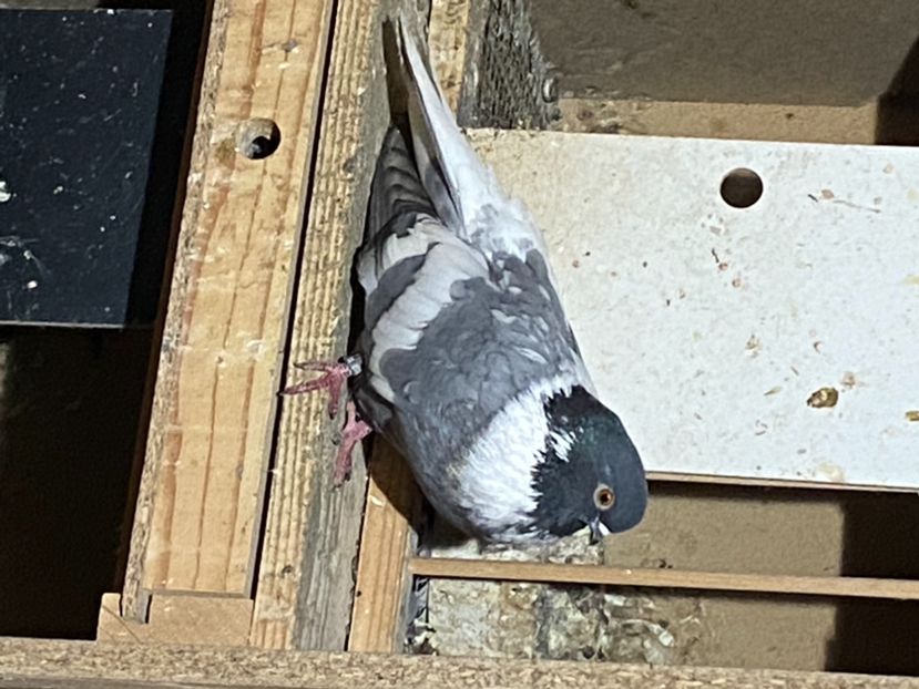 497A859D-CCDE-4563-BF93-10BB5E6C0C60 - Vargati cu dunga alba