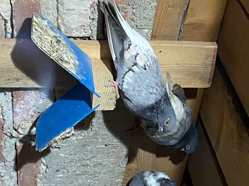 1BA50695-7D1A-4EDB-87CC-F896BB8FCEA3 - Vargati cu dunga alba