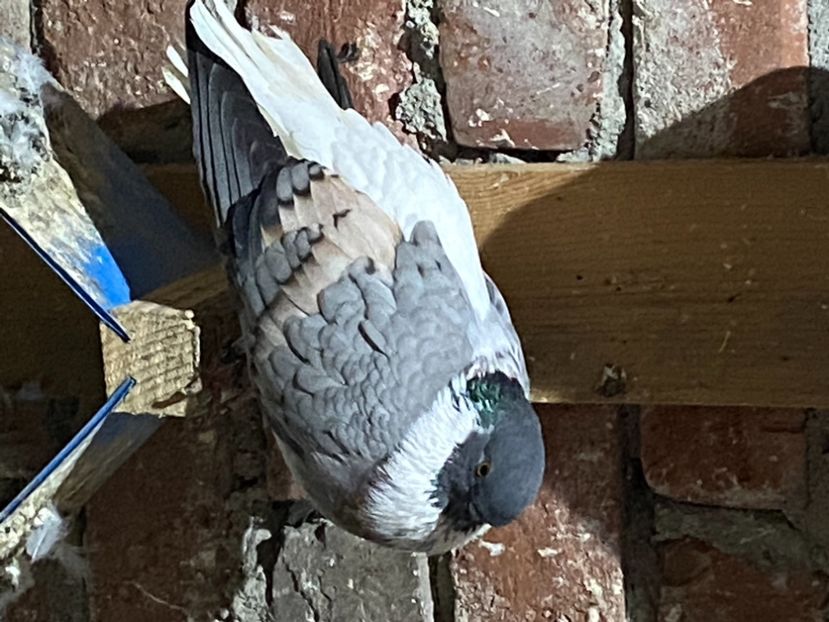 126272AD-DC7D-43AB-946E-00F8CA65DF78 - Vargati cu dunga alba