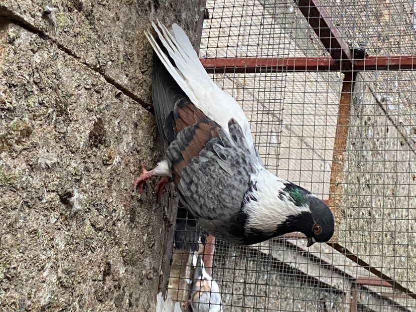 59DF29F7-937C-480B-98F3-B0DE940E813E - Vargati codalbi