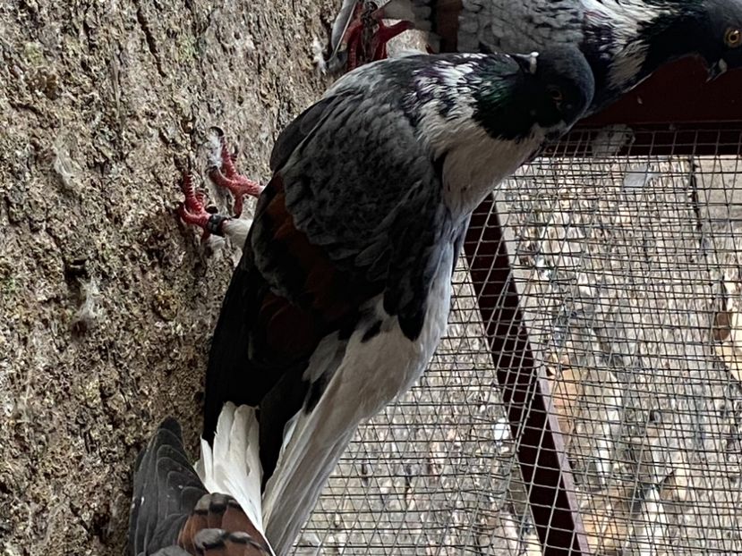 81DBB0FC-D82E-4678-91A5-60C4D8D06B8E - Vargati codalbi