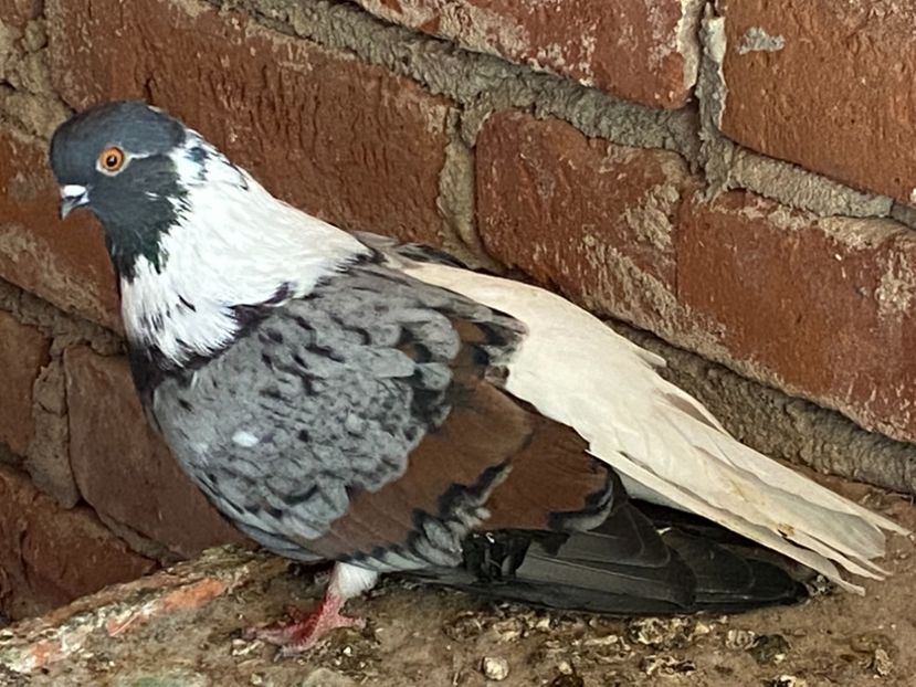 0664C946-DB34-473D-837B-A3BA3676202F - Vargati codalbi