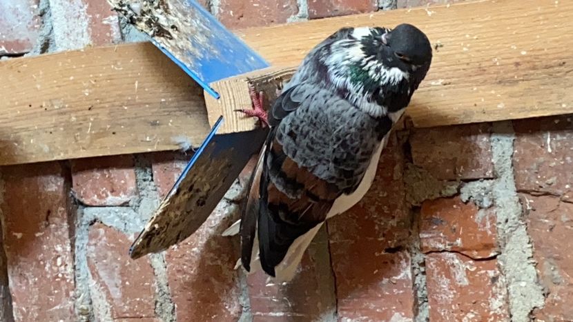 F82BA21F-AF88-4CBF-87E2-4B4658E16F12 - Vargati codalbi