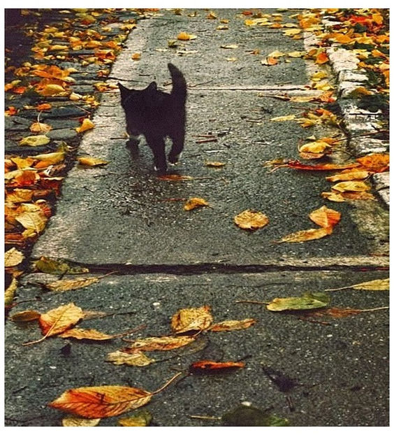♡ November 24 » „I wanna be your slave, I wanna be your master. I wanna make your heart - Tomnatic și nostalgic