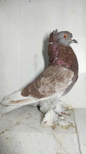 M 2021 - Por tapalagosi