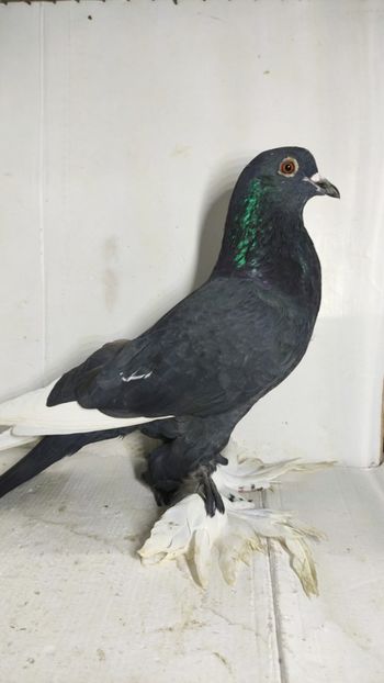 F 2021 - Por tapalagosi