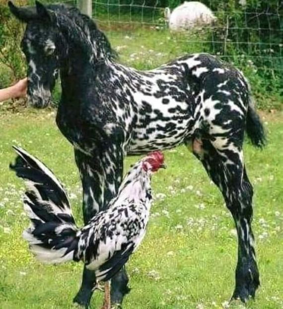  - Cai animale nobile