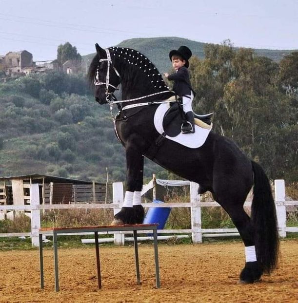  - Cai animale nobile
