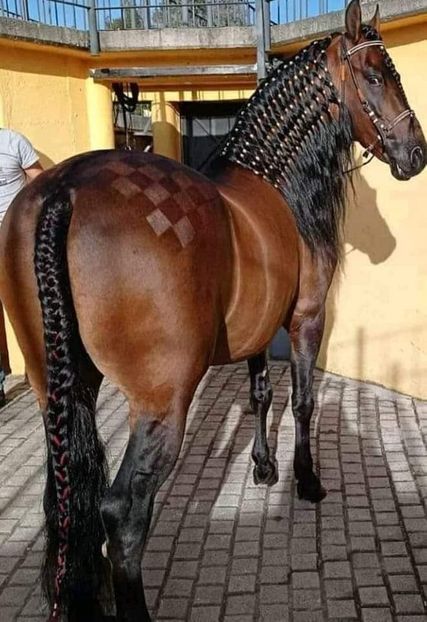  - Cai animale nobile