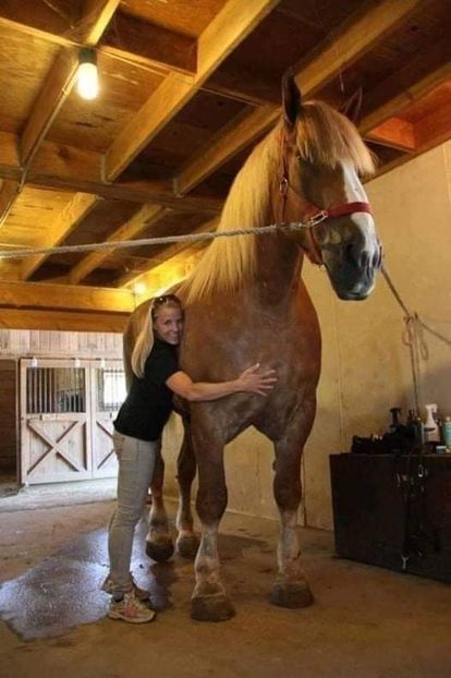  - Cai animale nobile