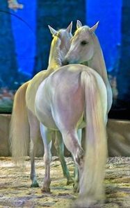  - Cai animale nobile