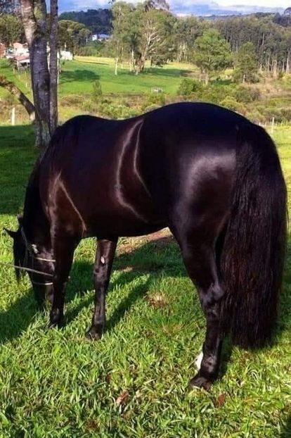  - Cai animale nobile