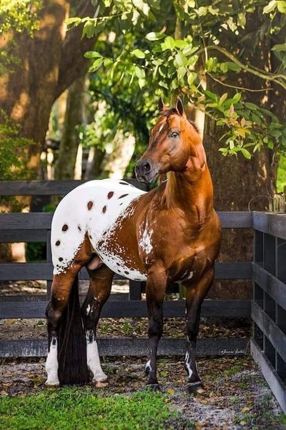  - Cai animale nobile