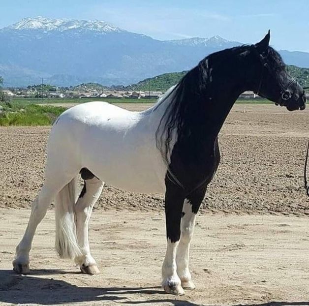  - Cai animale nobile