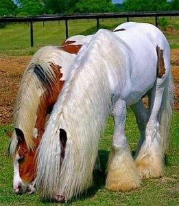  - Cai animale nobile