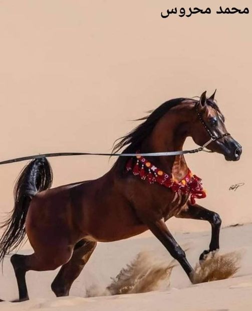  - Cai animale nobile