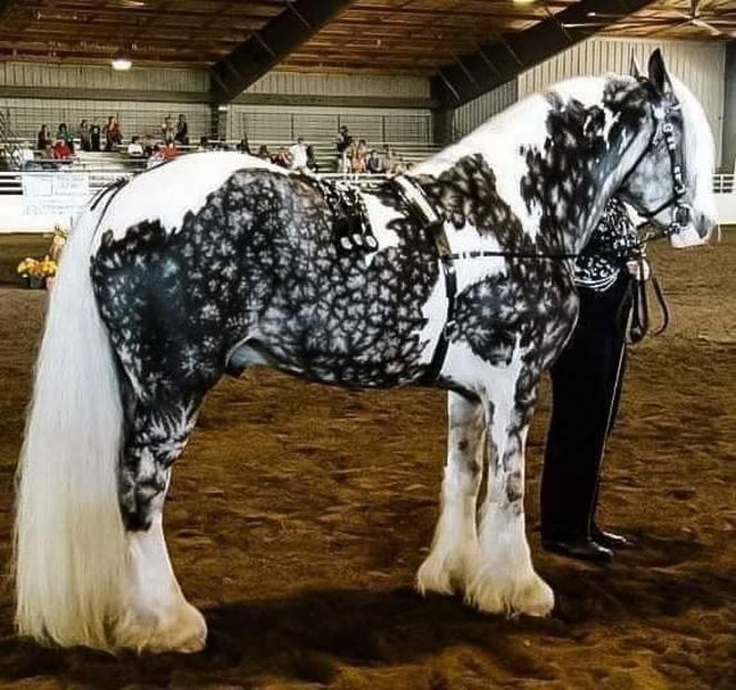  - Cai animale nobile
