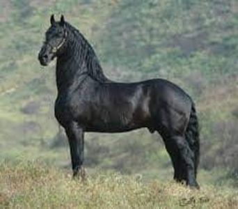  - Cai animale nobile