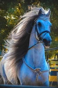  - Cai animale nobile