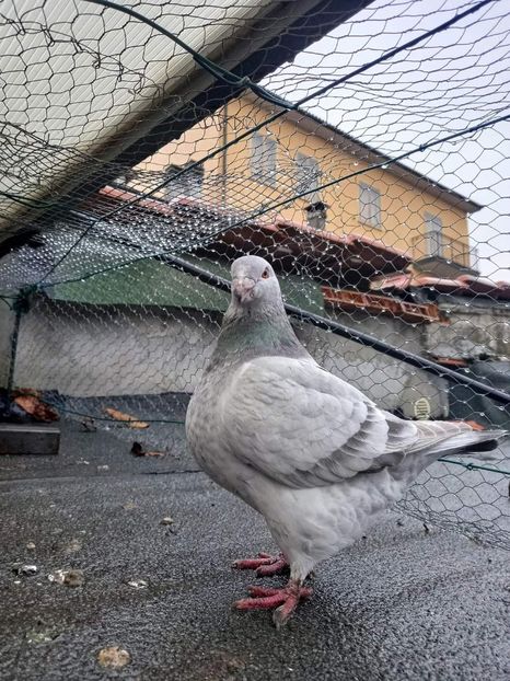 Femelă - Tineret-Novelli 2021