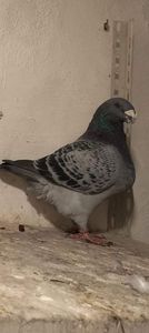 Mascul 2020 H 6202 David Varga vandut Alin Danciu - Porumbei vânduti 2023