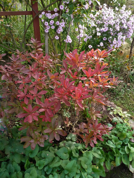  - Azalee si Rhododendroni