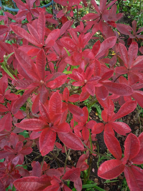  - Azalee si Rhododendroni